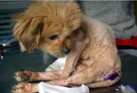 宠物生病常用药有哪些药膏好用点,宠物常备20种药