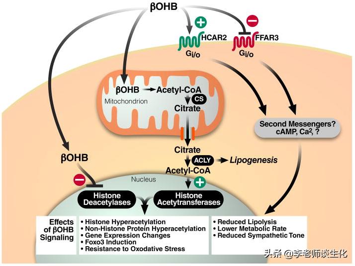 酮体的大体代谢过程,酮体的代谢有何特点和生理意义