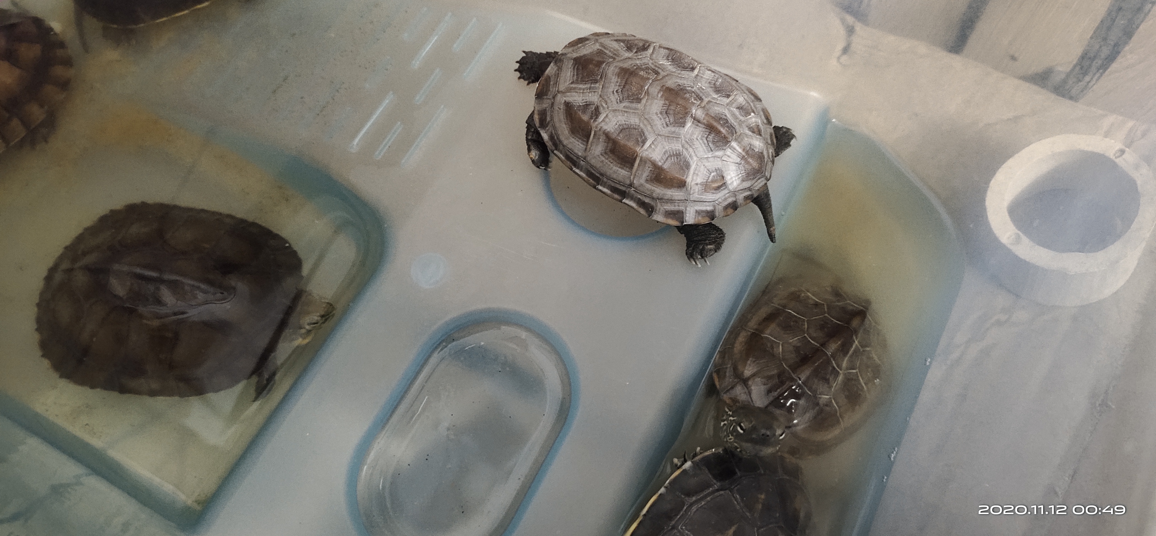 养的鳄龟乌龟不见了怎么办,家养鳄龟的生存条件