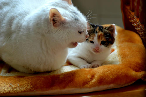 宠物猫懂事,为什么猫总是被收养