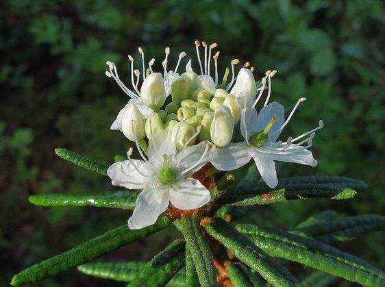 教宗的*药春**——复古无酒花啤酒