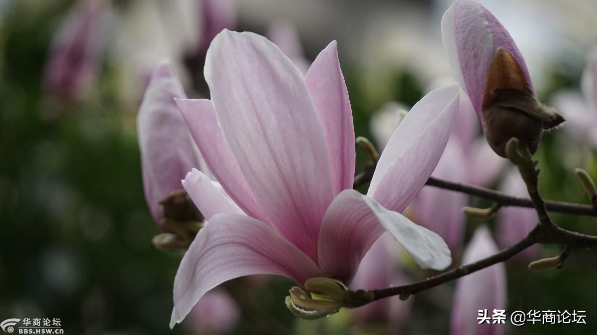 疫情下的城市生活纪录片,西安疫情每天新增记录图