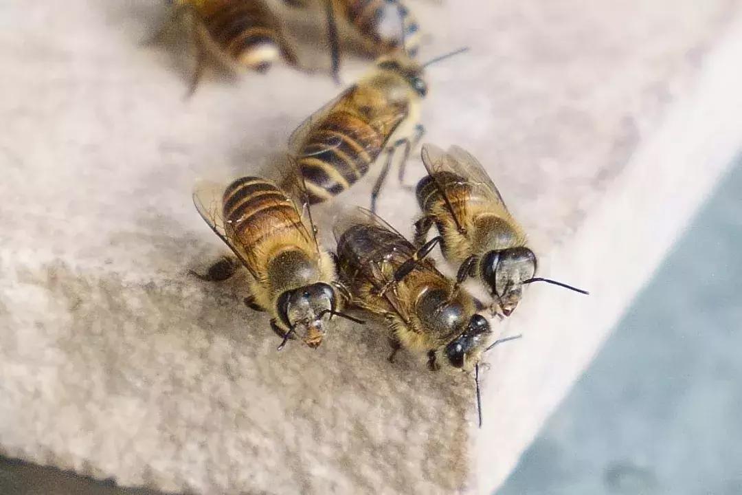鐢熷鑺卞洯妗堜緥,鐢熷鑺卞洯