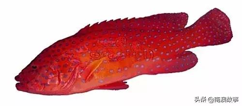 潮汕热销海鲜品种,潮汕常见的海鲜大全