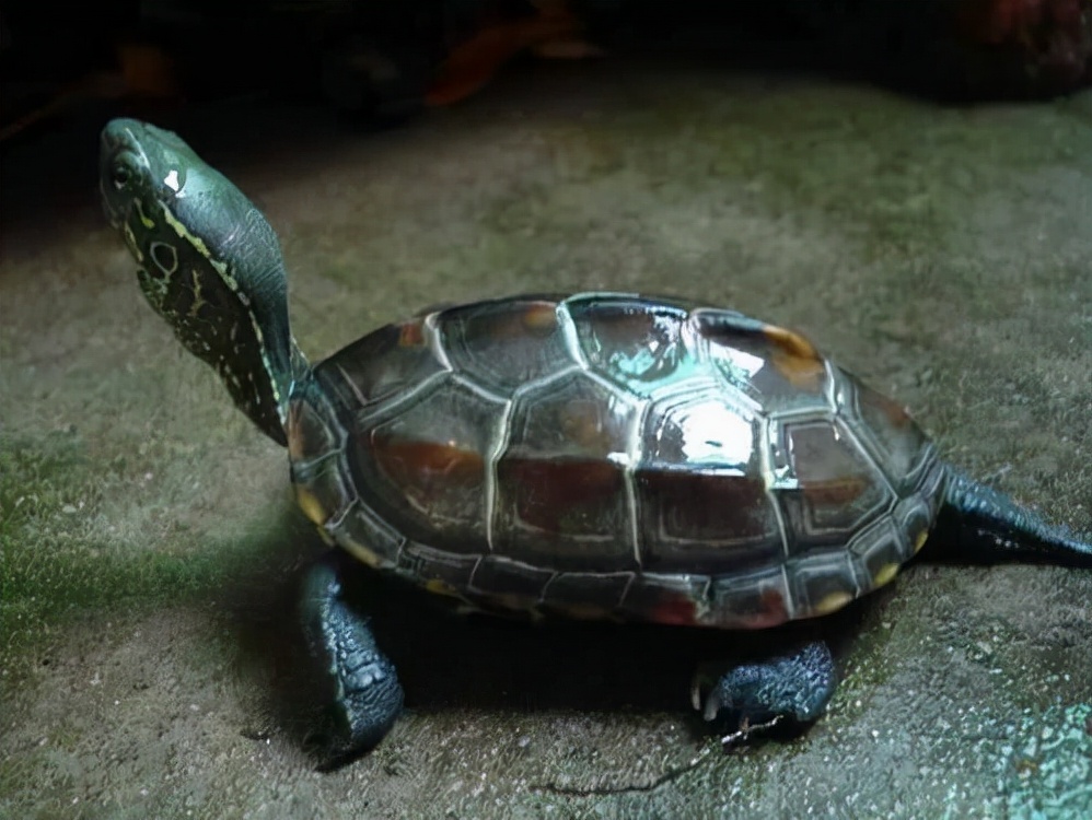 放生变杀生？北京发现两只放生的中华草龟，专家：冬天会冻死