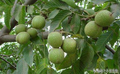 涉县最美小村庄,我的家乡山沟沟里