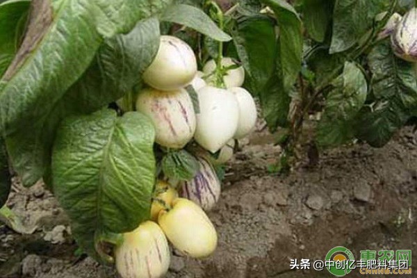 人参果病虫防范,人参果有什么病虫害吗