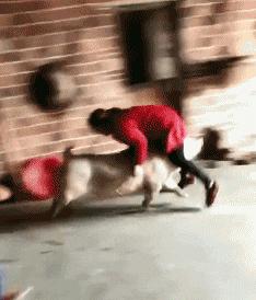 这两位大哥真牛，不知这树还能让他们爽多久