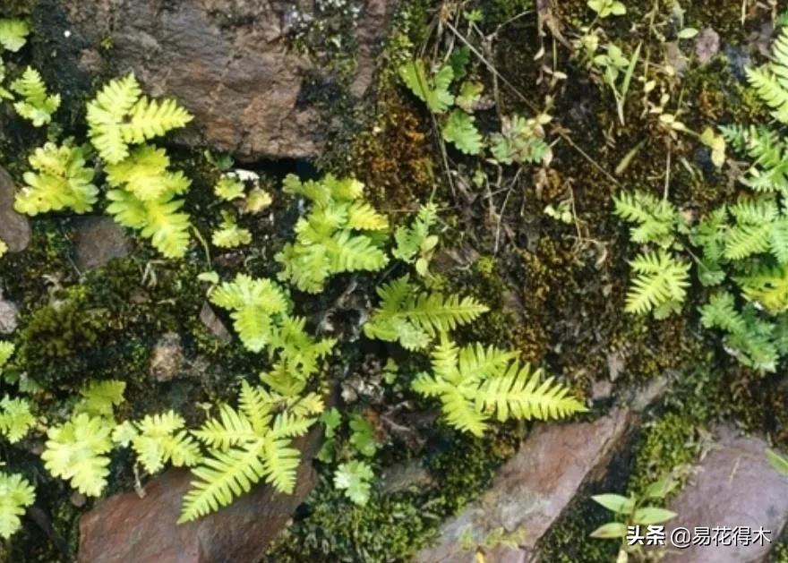 我国药用蕨类产地,中国蕨类大全图