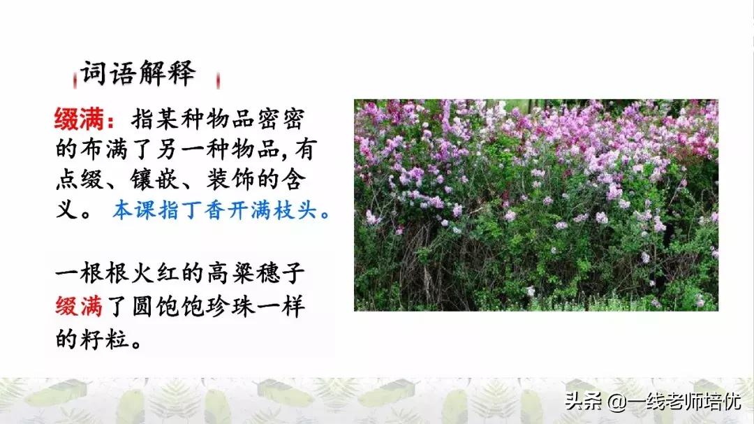 六年级上册第二课丁香结知识点,部编版六年级上册语文丁香结预习