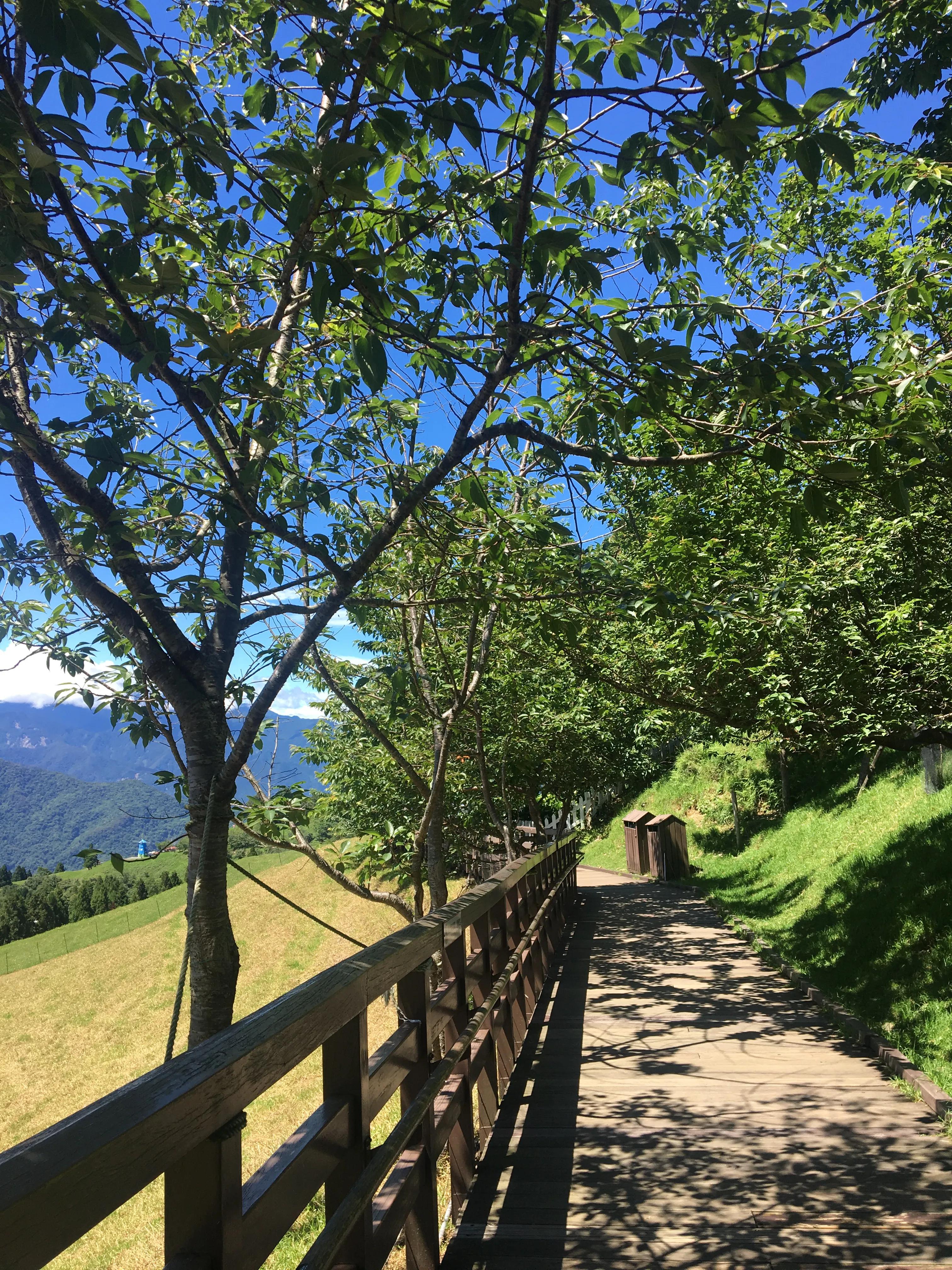 台湾篇之清境农场的樱花