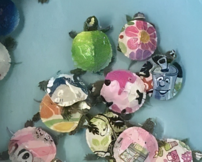 染色小乌龟,乌龟购买注意事项