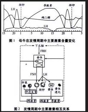 动物产科学（繁殖篇）