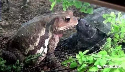 新手冬天怎么养乌龟才是正确的,乌龟冬天怎么养才能养活