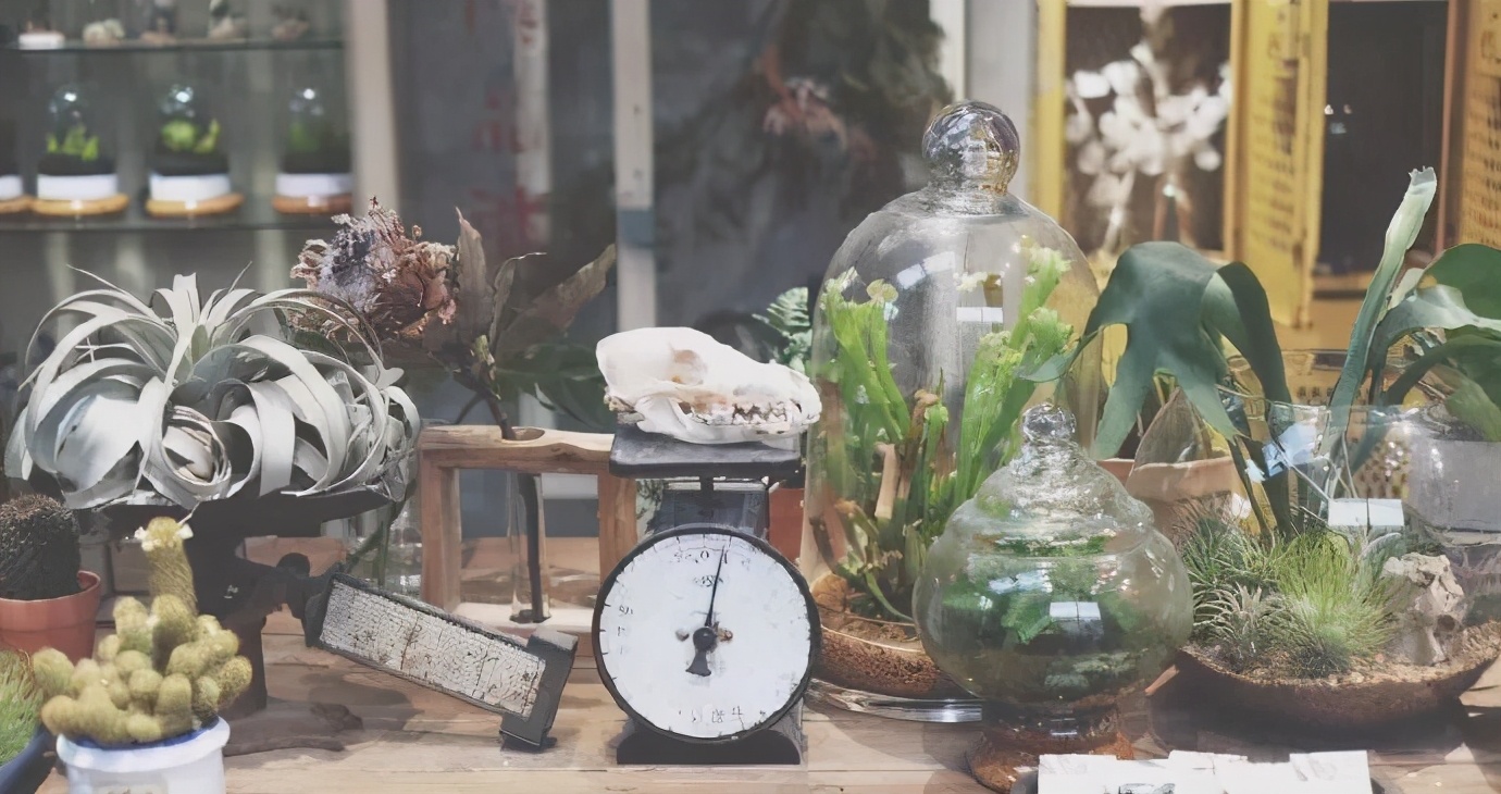 开在胡同里的花店,这家藏在北京老胡同里的花店