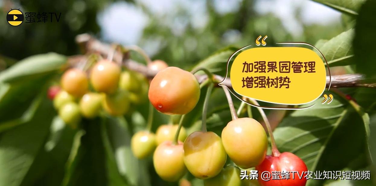 樱桃树干腐病是怎么回事,大樱桃腐烂病怎么治病