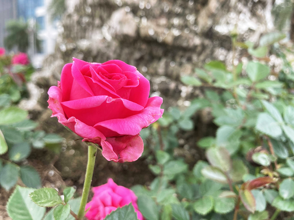 苹果se第二代值得入手吗,有iphonese2代吗