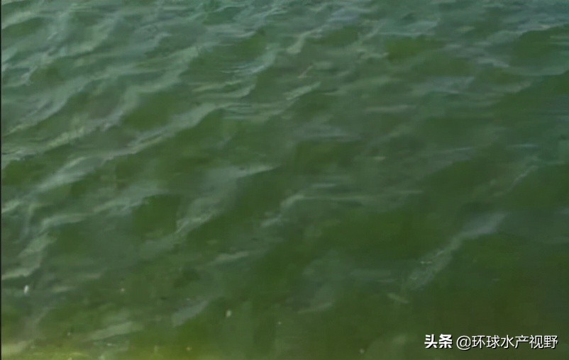养殖遇到霉变饲料怎么办,养殖后期浓绿藻如何处理