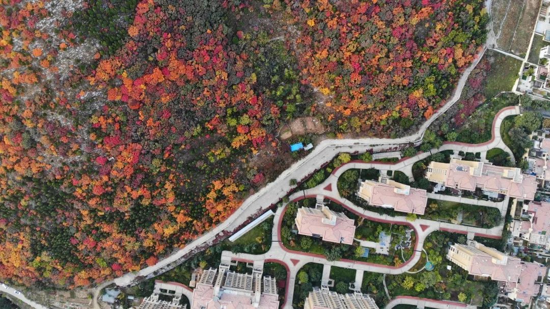 赏秋不远行就近赏秋景,赏秋何必去远方