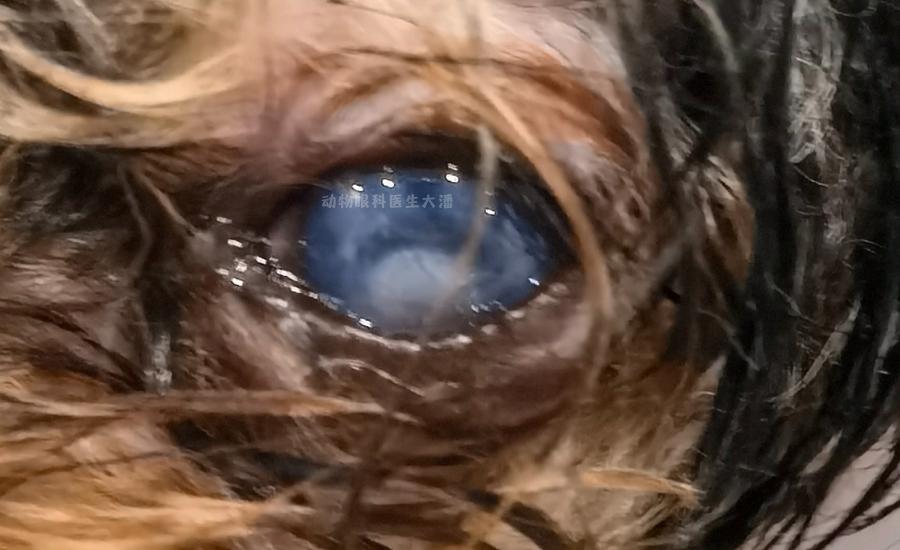 狗狗眼角膜溃疡一般治疗多久能好,狗狗眼角膜水肿与皮肤病有关吗