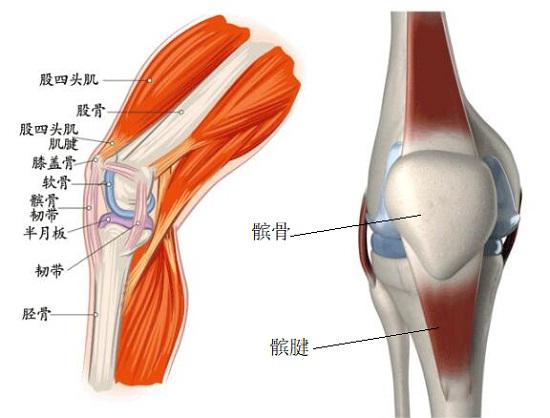 膝前疼痛,膝前痛危险因素
