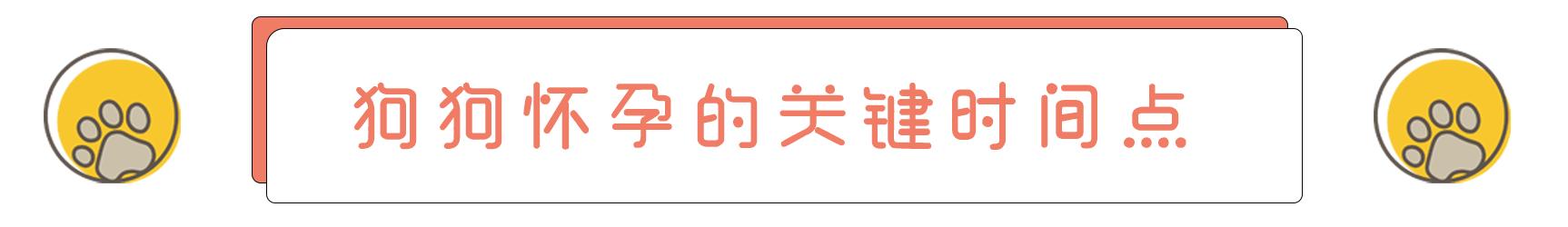 狗狗怀孕到生产需要注意什么,狗狗从怀孕开始陪主人