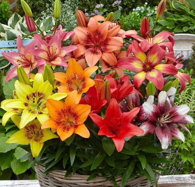 百合花有百年好合之称,百合花寓意吉祥图片