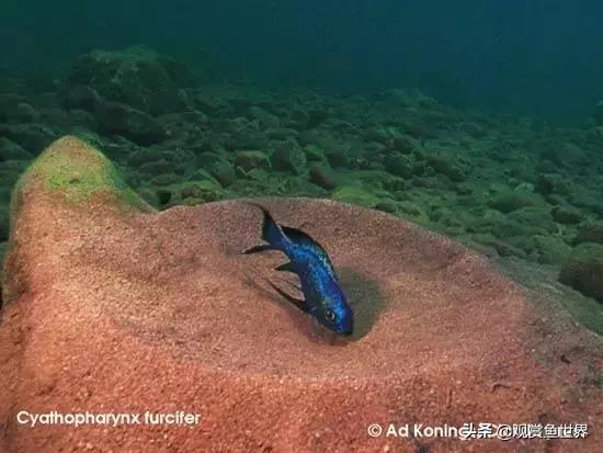 坦湖慈鲷蓝波价格,三湖慈鲷品种图鉴