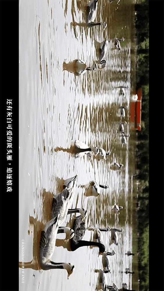 田园低空飞行,田园采摘之旅