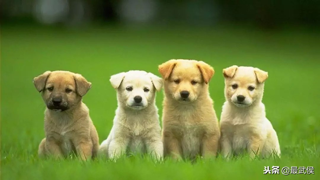 成都批发市场哪里最便宜,成都哪里有批发便宜货的