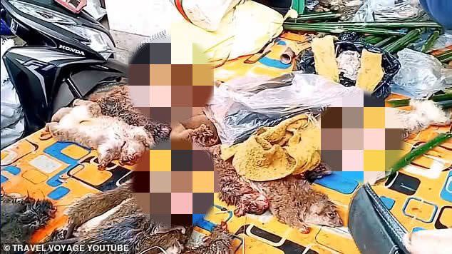 印尼贩卖的动物,印尼动物市场买鸟