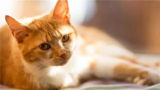 猫咪在家乱撒尿怎么办,猫咪乱撒尿打它有用吗