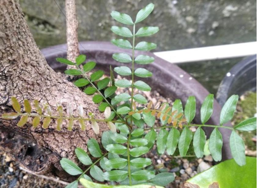 科普：清香木？胡椒木？如何区分大揭秘！十有八九你上当了