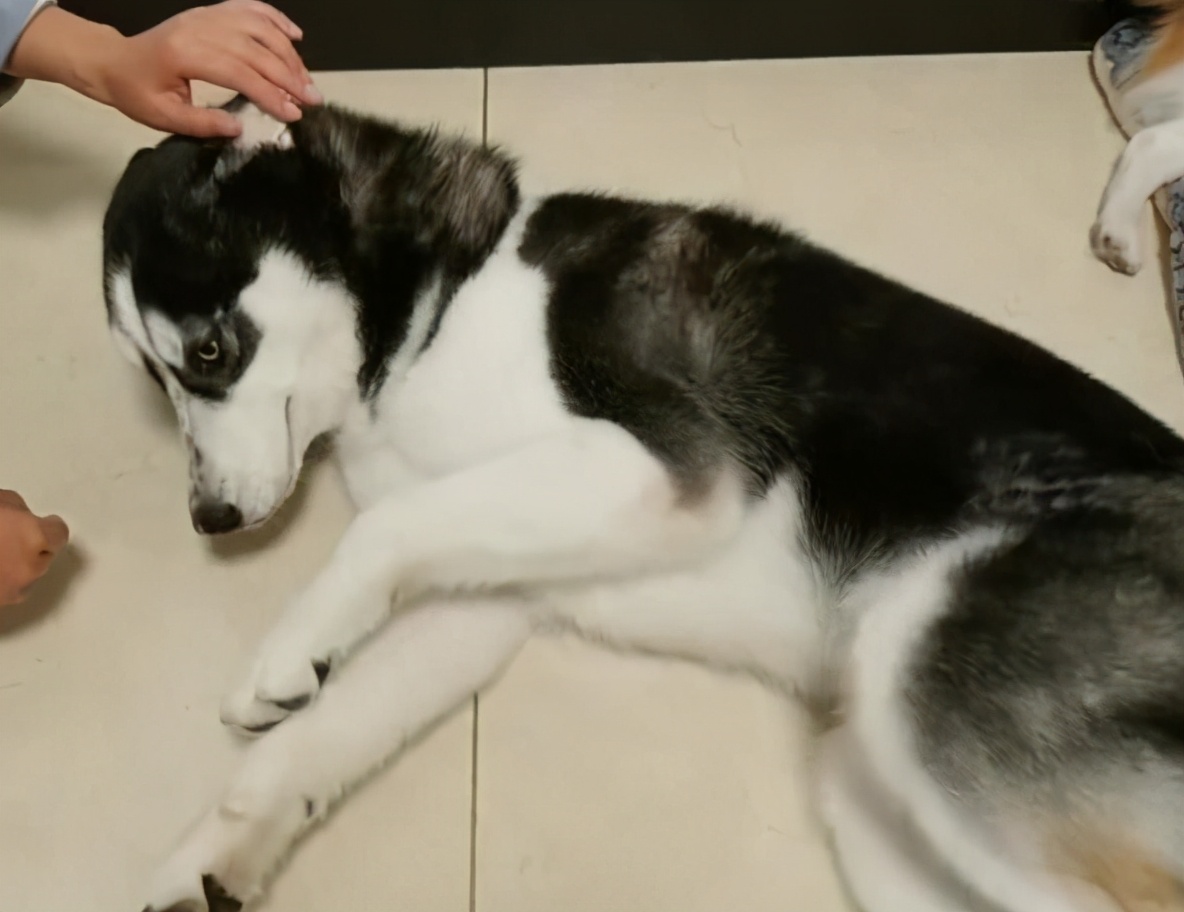 关于狗狗的呕吐治疗,狗狗呕吐物与疾病的关系