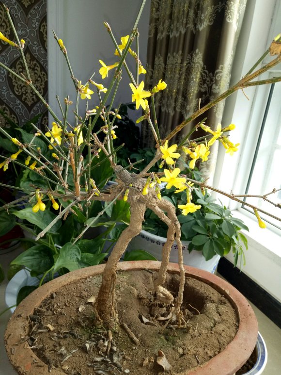 春天的腊梅如何养护,春天的花怎么养殖