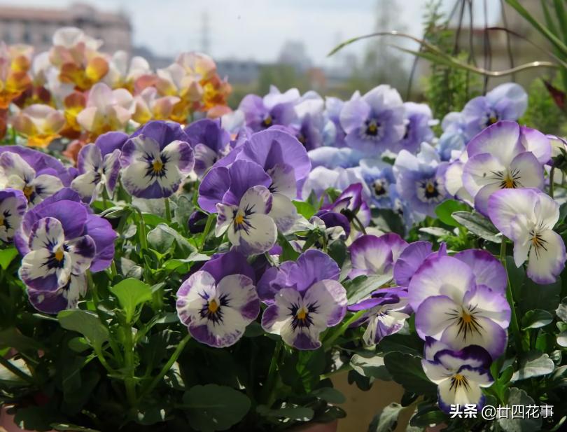 阳台太小了怎么养花,12平米阳台养什么花好