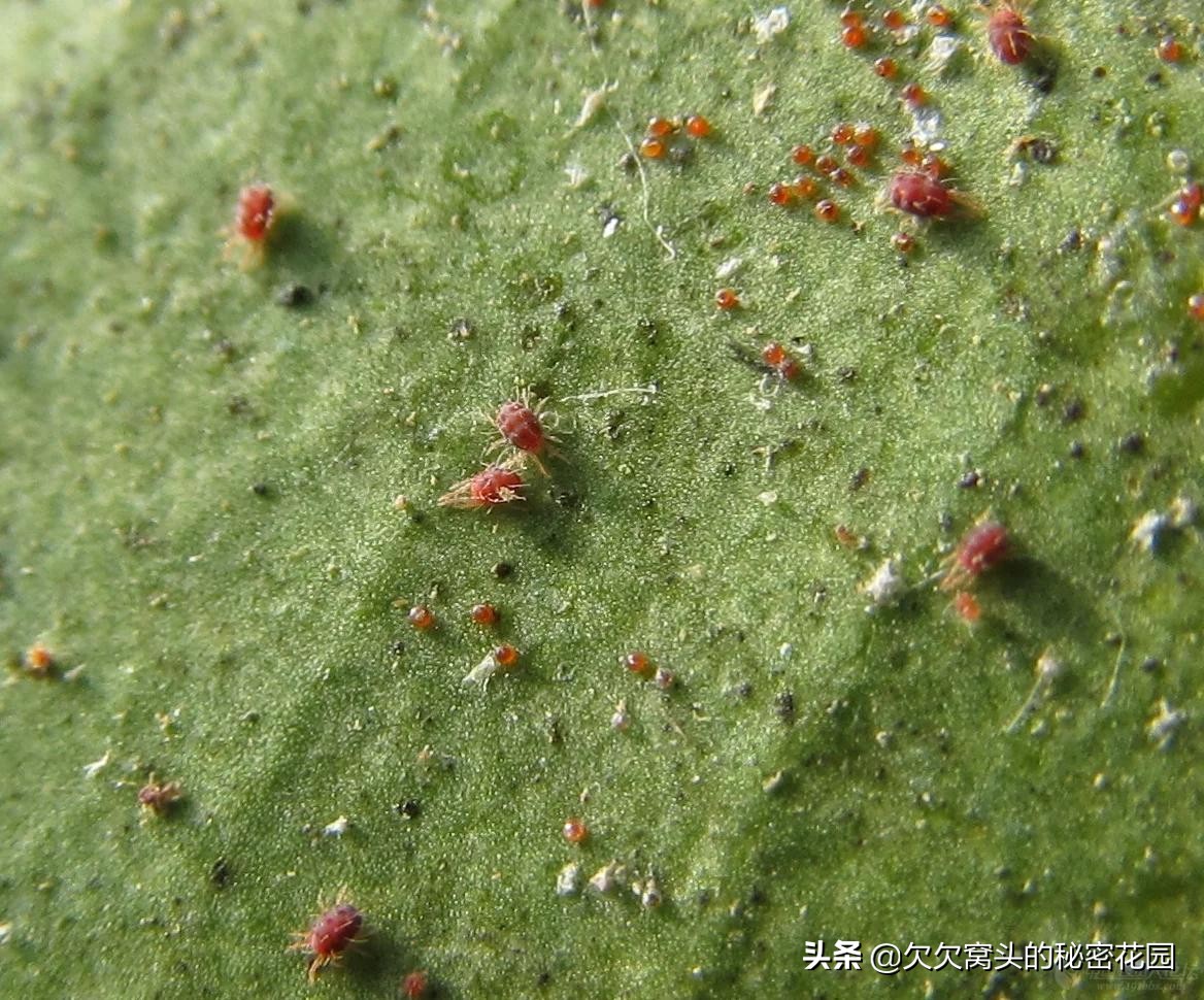 一座可以吃的花园--香草花园2迷迭香