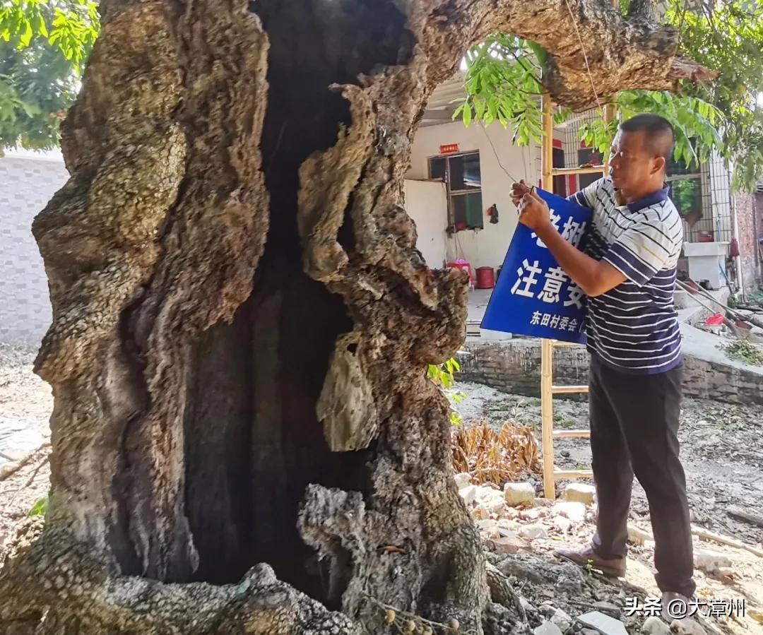 千年奇特龙眼树,山上老龙眼树