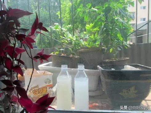 用淘米水养花，有臭味怎么办？丢点橘子皮，一点臭味都没有