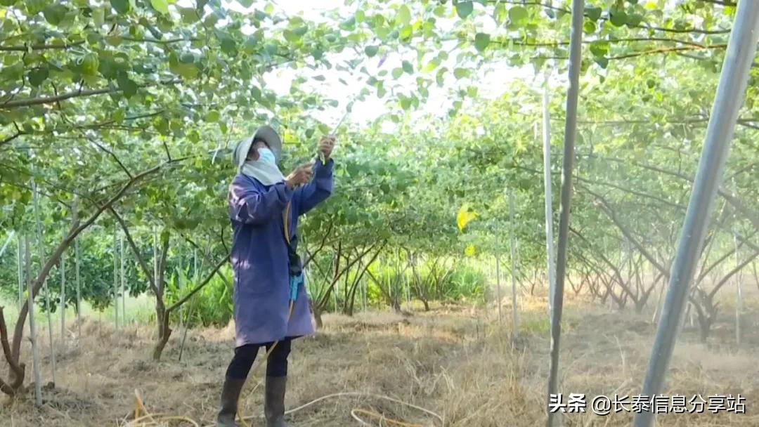 质量兴农绿色兴农工作成效,质量兴农绿色兴农的战略目标