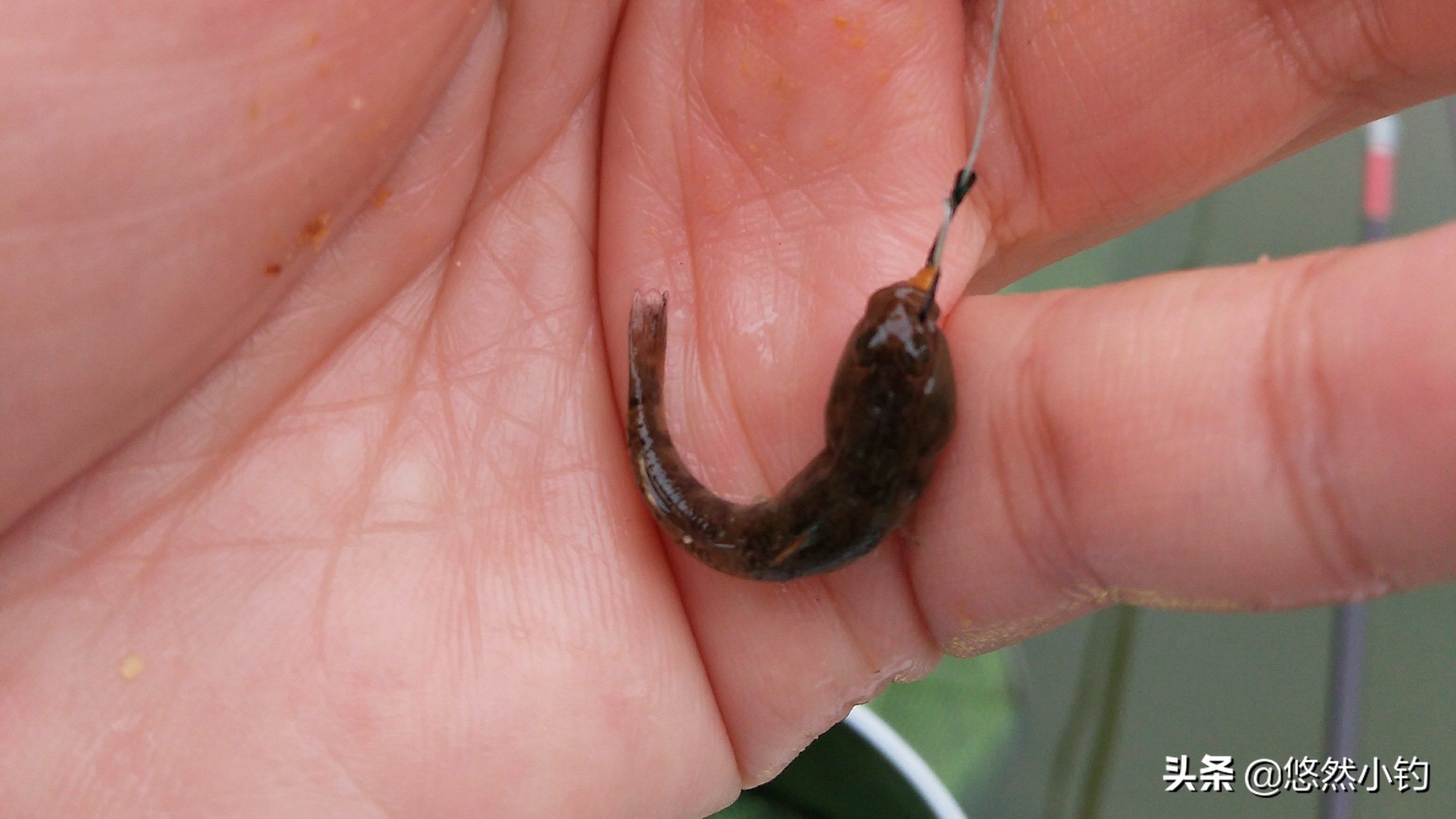 野钓避小鱼最有效的方法,野钓如何避小钓大