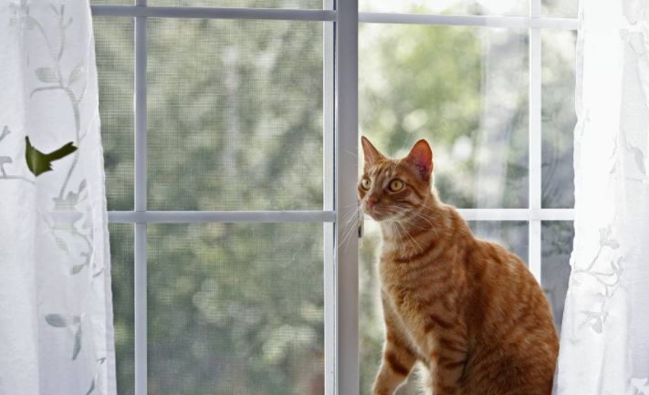 猫夏天开空调怎么避免猫咪感冒,猫咪夏季降温用什么制冷