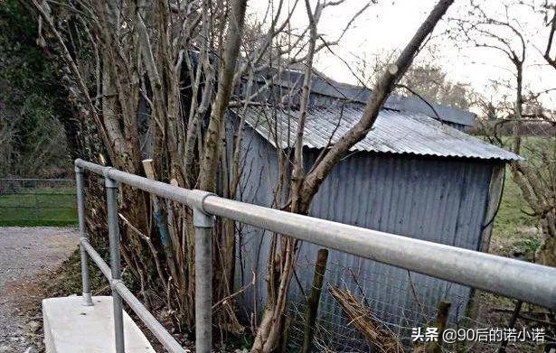 哈士奇拯救小镇,哈士奇救二哈