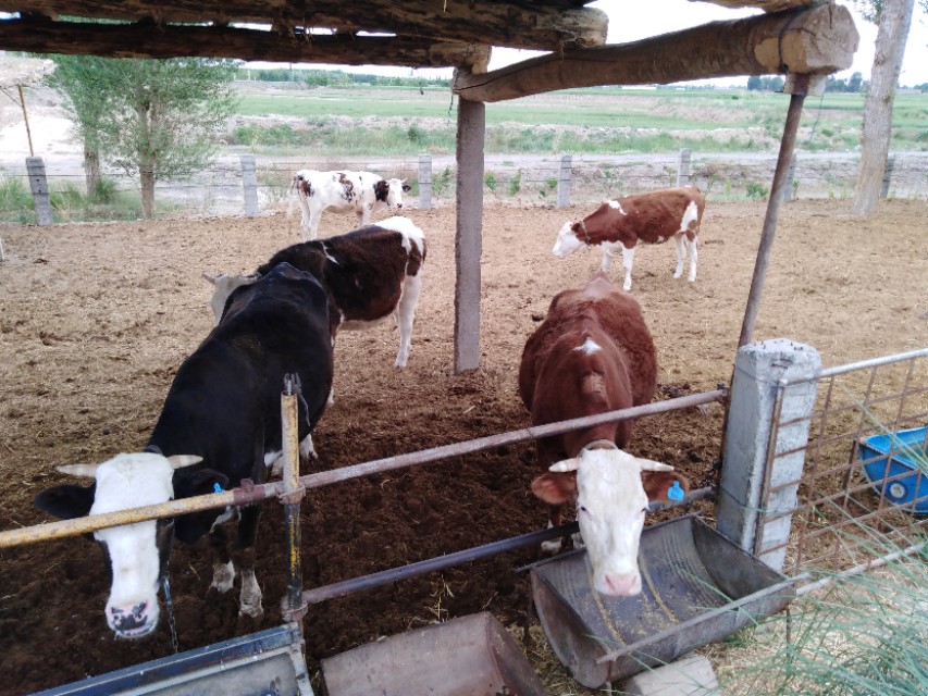 母牛胎衣不下应该怎么处理,母牛产后五天胎衣不下怎么办