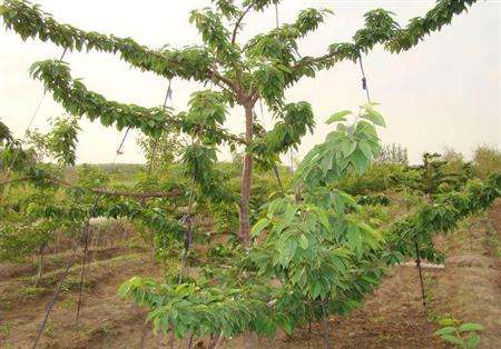 樱桃栽培技术与管理方法视频讲解,大棚一根棍樱桃栽培与管理