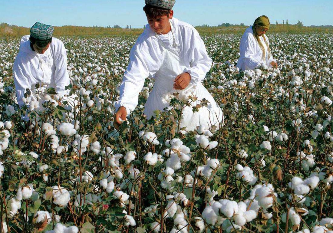 麦棉套种高产栽培技术,棉田套种哪种最好