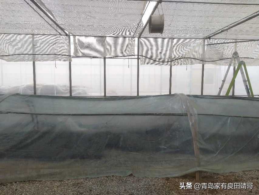 脱毒阳光玫瑰葡萄苗,阳光玫瑰特级苗