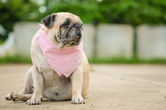 狗狗太胖的话要怎样给狗狗减肥,狗狗肥胖闹出的笑话