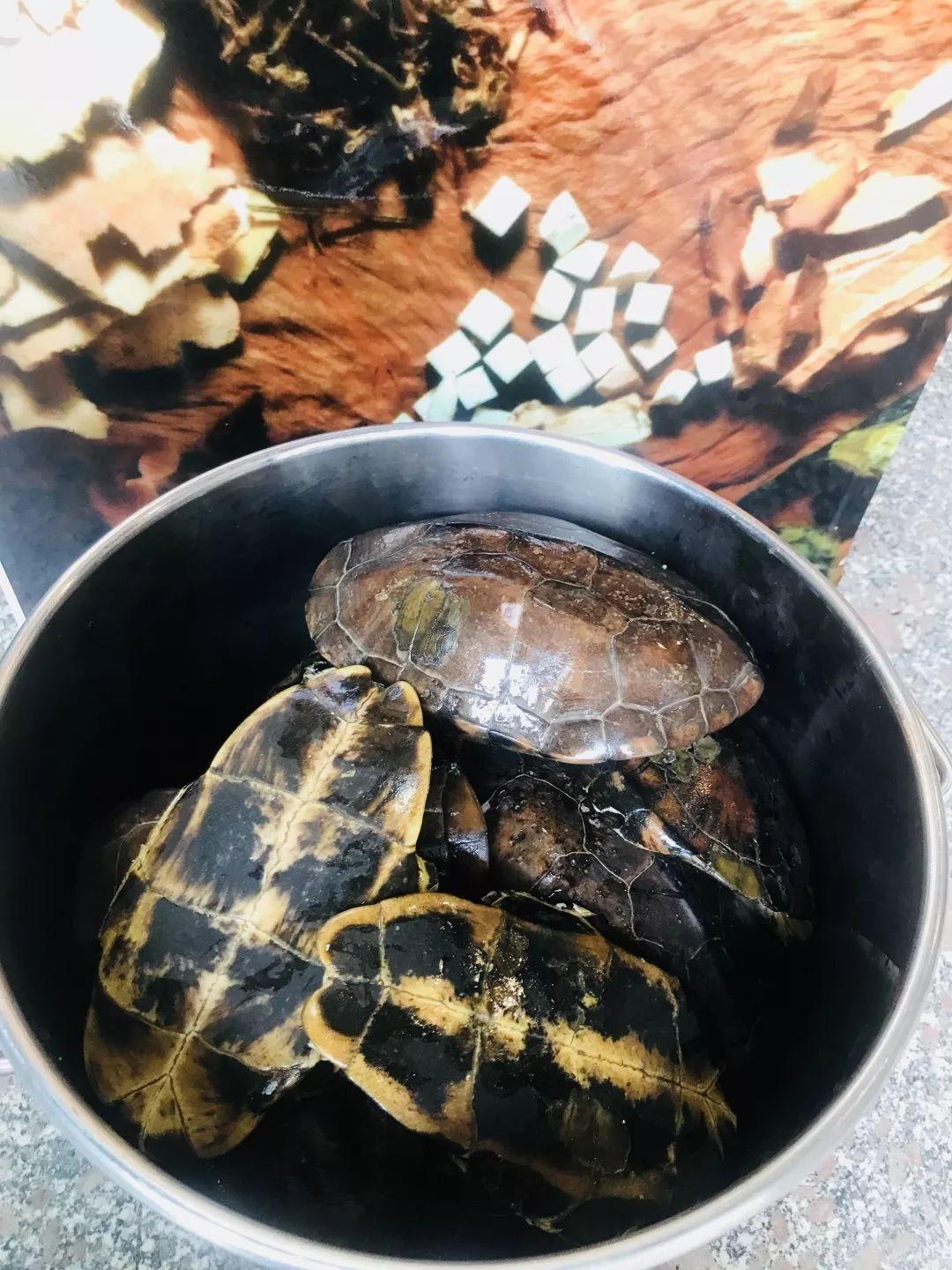 顺德龟苓膏正宗店铺,台山老字号龟苓膏