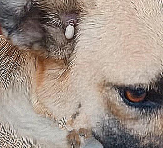 土狗耳朵下面有个小耳朵,土狗耳朵后面长了个肉